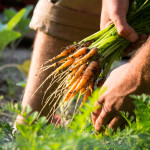 Picking Carrots