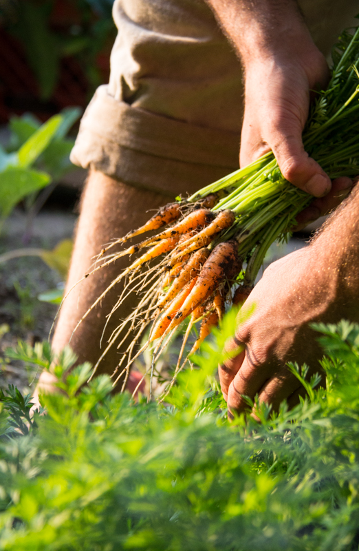 Picking Carrots