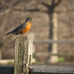 Robin