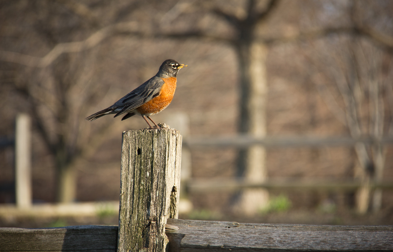 Robin